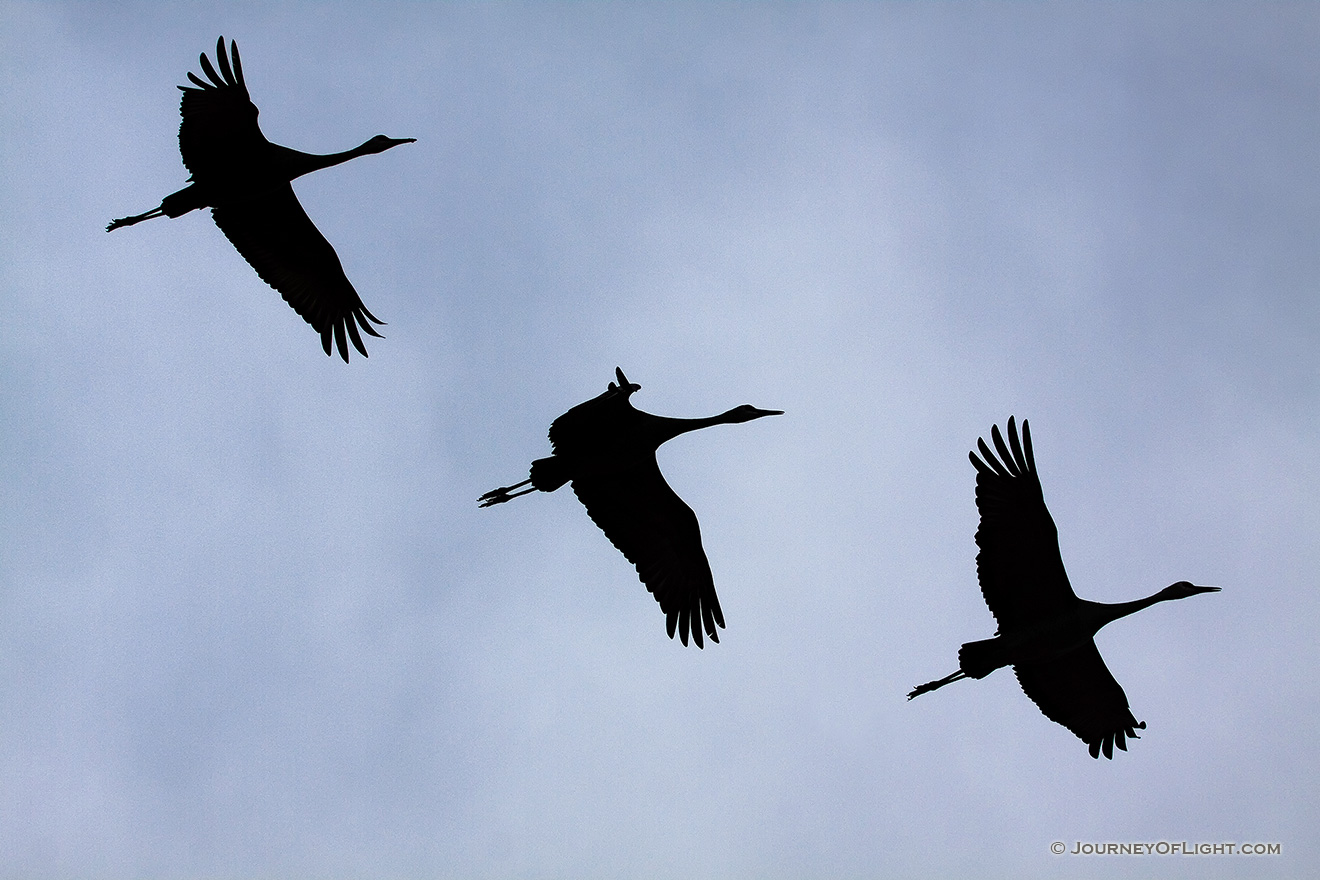 Sandhill cranes soar through the Nebraska sky. -  Picture