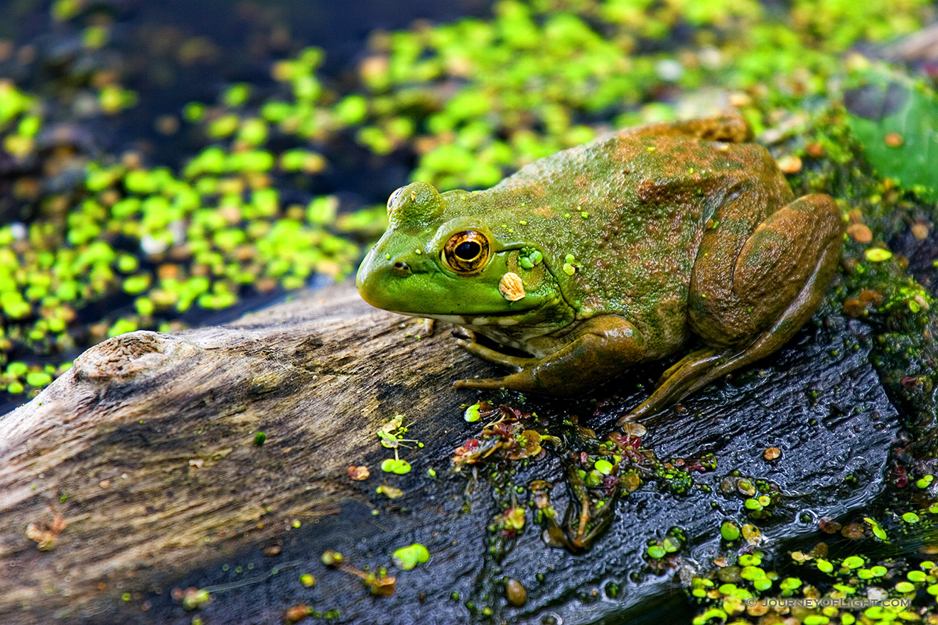 A frog on log a common sight at Nebraska Ponds. - Nebraska Picture