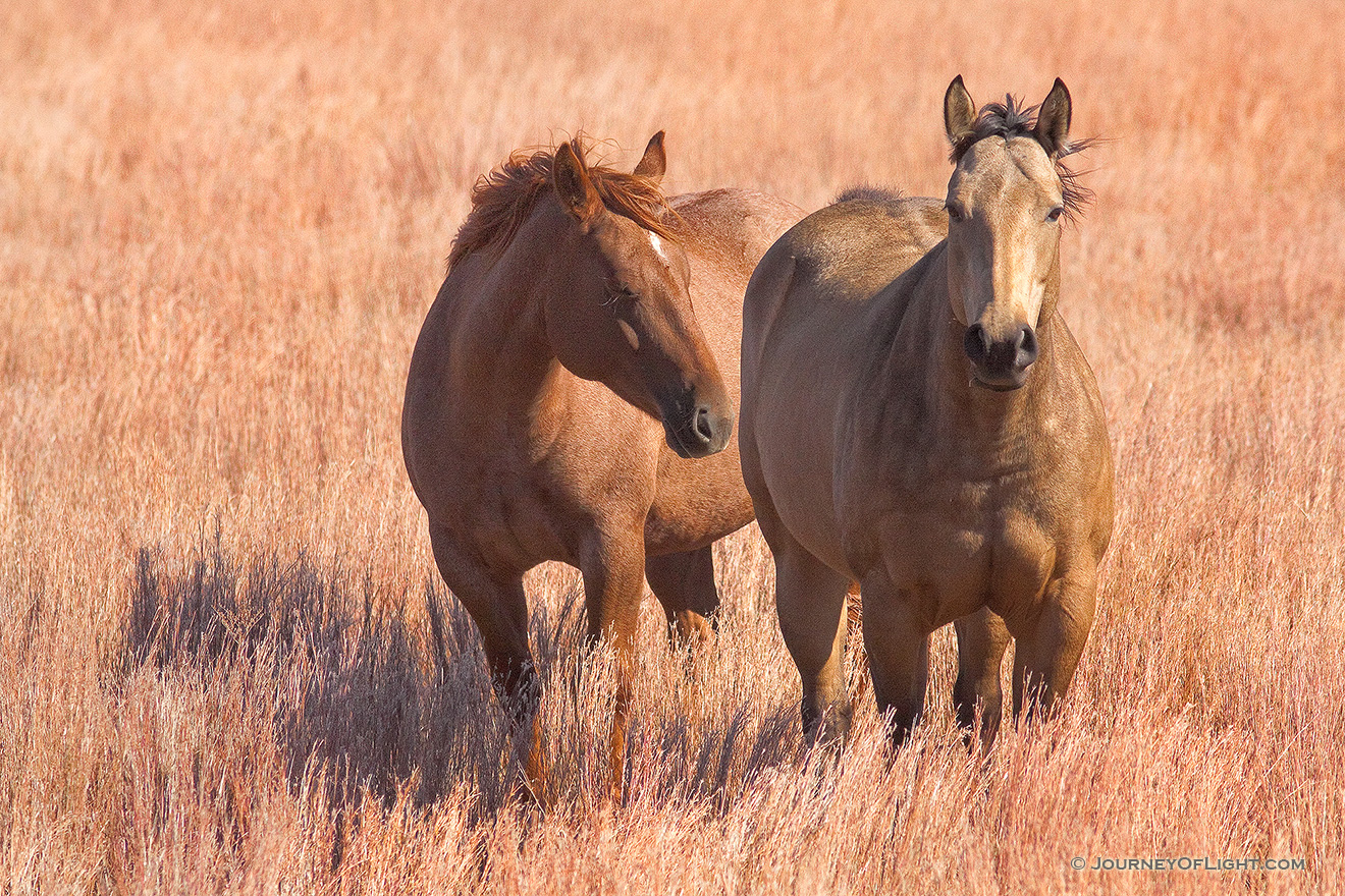 Two horses relax together on a cool afternoon on a prairie in Keha Paha county. - Nebraska Picture