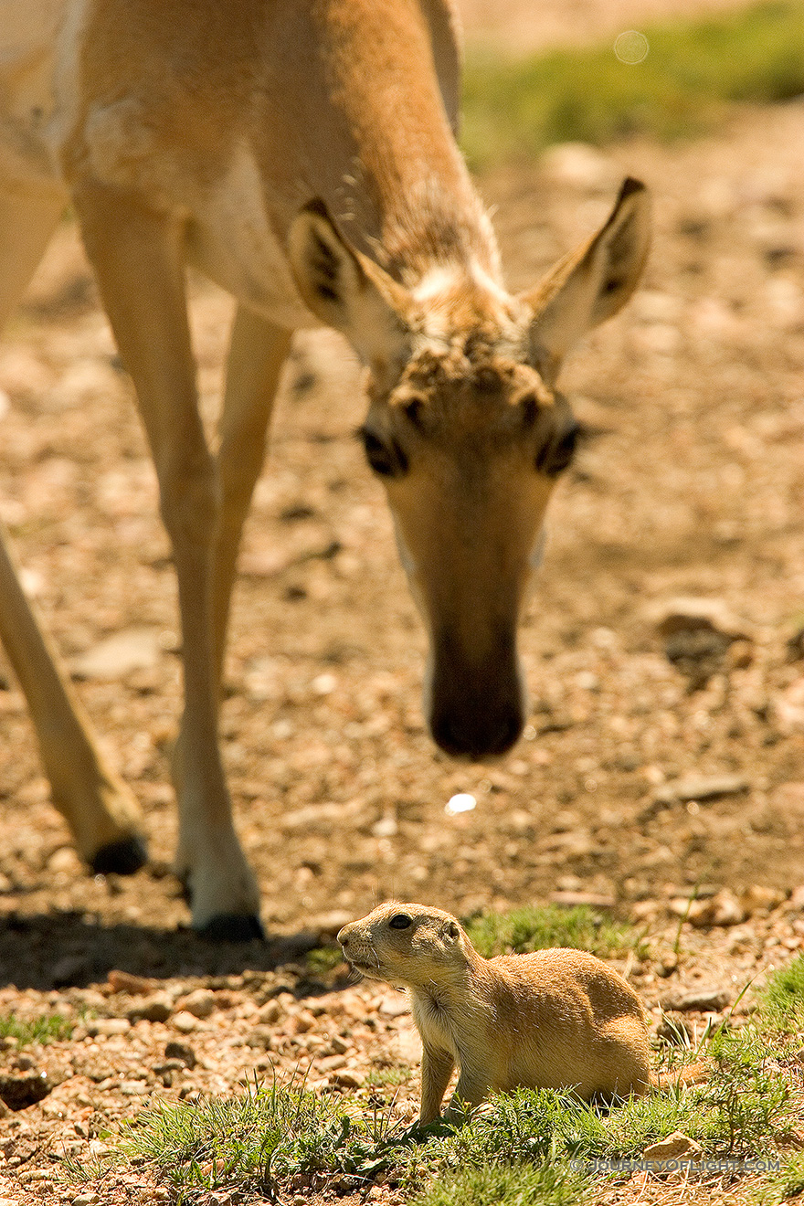 A pronghorn finds a priaire dog friend in the field at Custer State Park in southwestern South Dakota. - Custer SP Picture