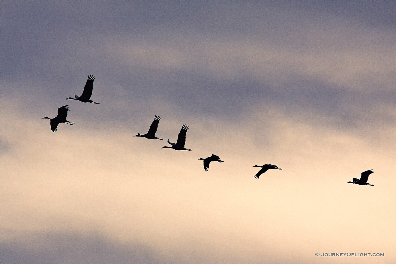 Sandhill cranes soar high while sunset illuminates the clouds behind. -  Picture
