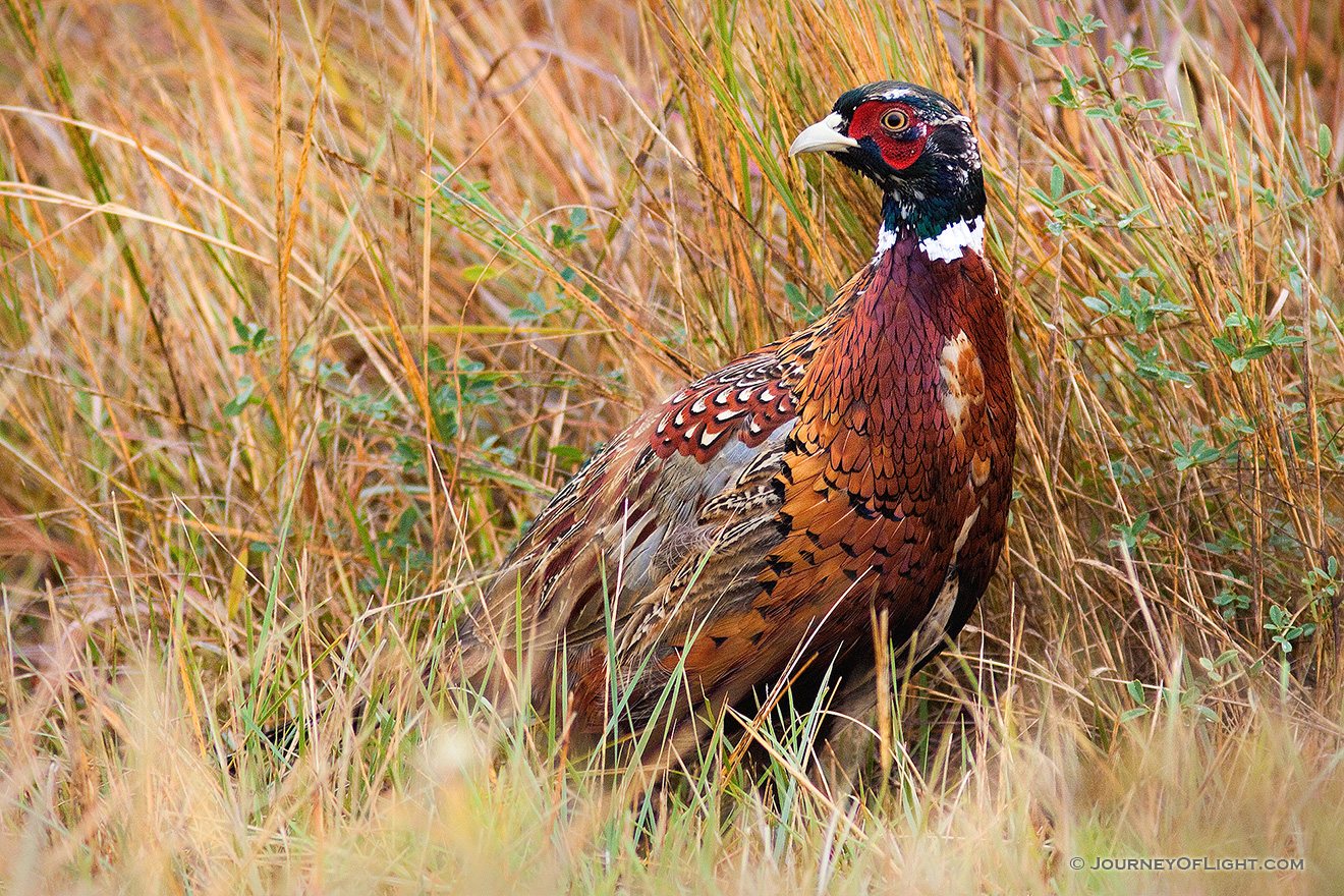 For a brief moment this fiesty pheasant come out of the grass and revealed himself before quickly ducking back. - Ft. Niobrara Picture
