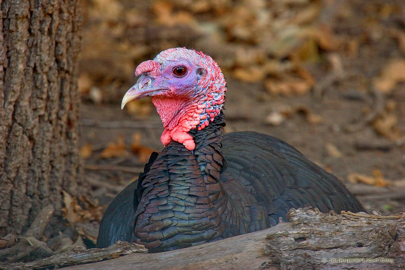 A turkey rests, safe from becoming Thanksgiving dinner in a wildlife refuge. - Nebraska Picture