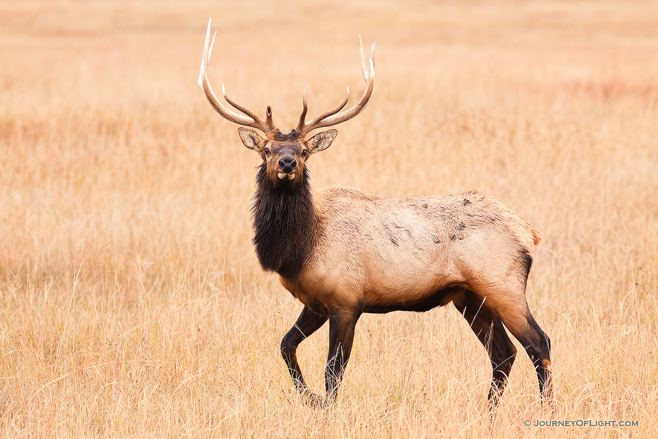 A bull elk pauses momentairly on the plains at Ft. Niobrara National Wildlife Refuge. - Ft. Niobrara Picture