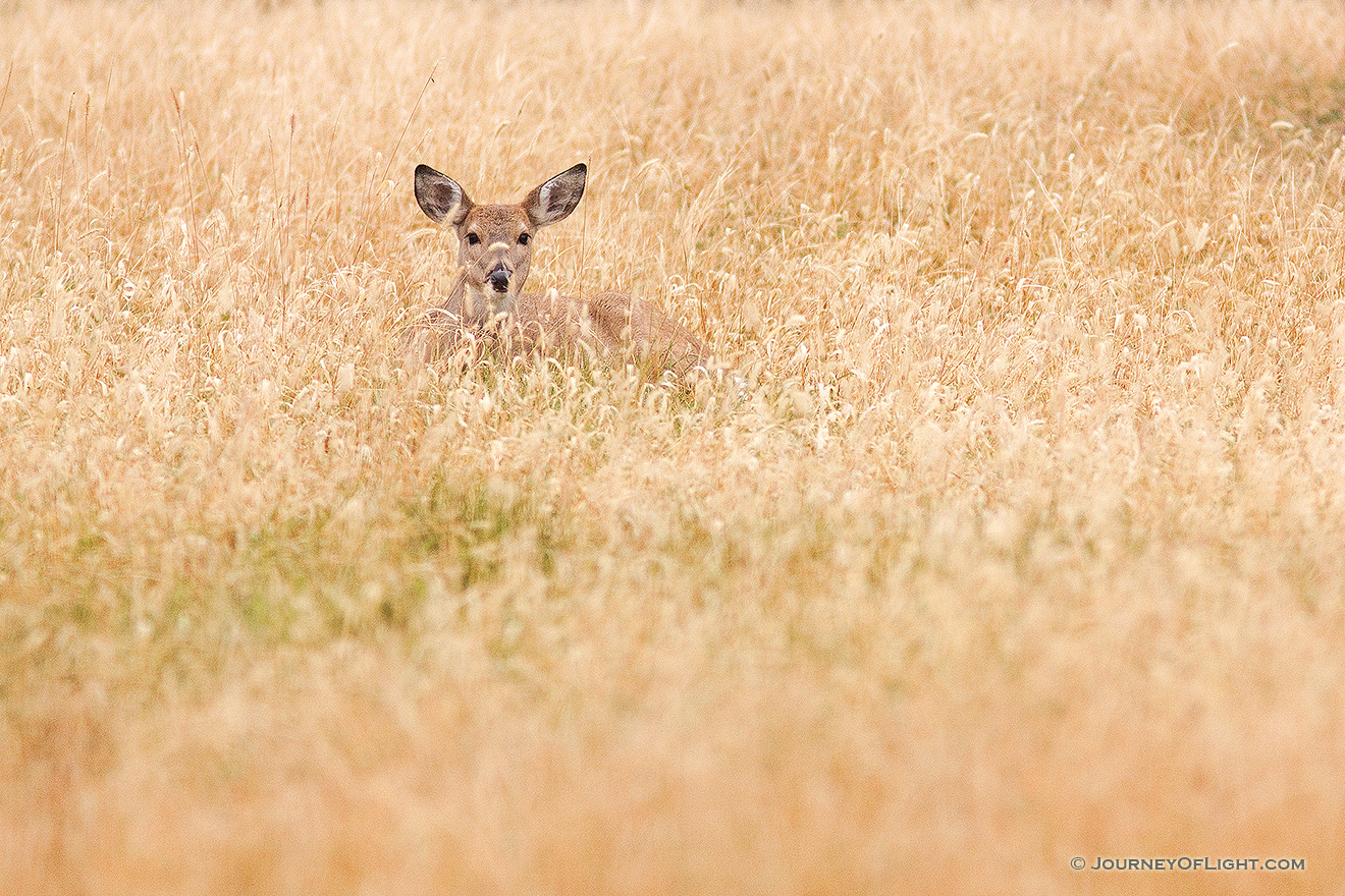 A small doe rests in the grass at Smith Falls State Park in eastern Cherry county, Nebraska. - Nebraska Picture