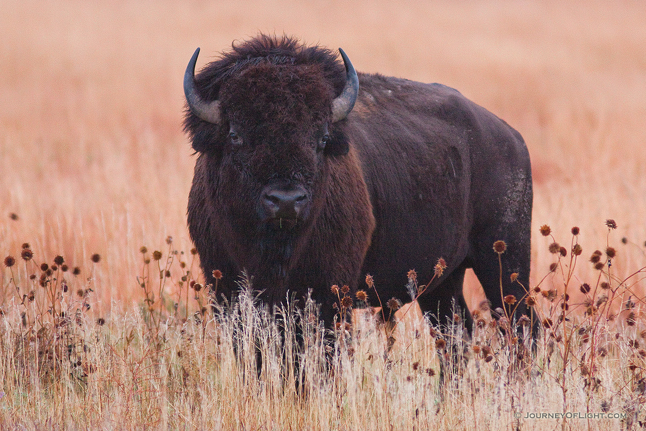 A buffalo (bison) waits quietly in a prairie at Ft. Niobrara National Wildlife Refuge. - Ft. Niobrara Picture