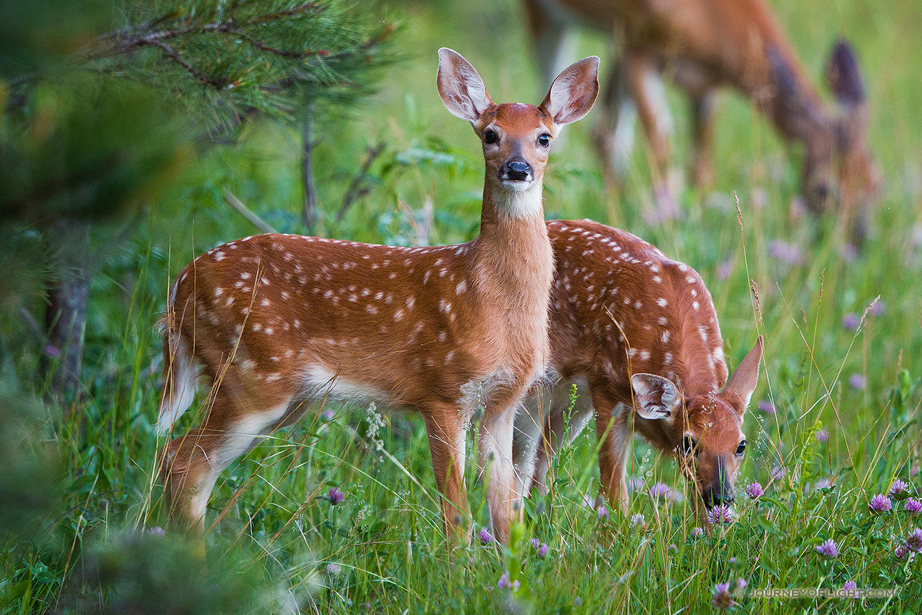 Young fawns quietly graze on green grass near the border of a forest in Custer State Park, South Dakota. - South Dakota Picture