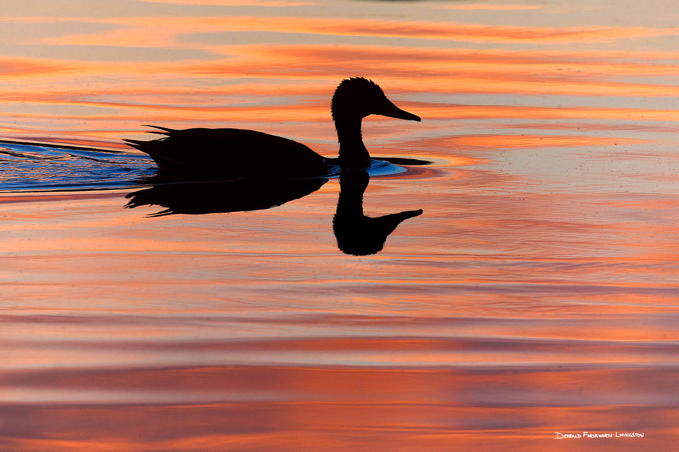 Wildlife photograph of the silhoutte of a duck on a lake in eastern Nebraska. - Nebraska Picture