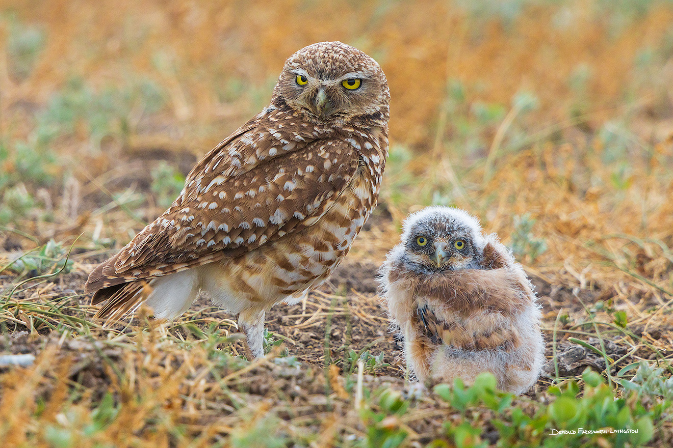 A wildlife photograph of a burrowing owl chick and his mother, Badlands National Park, South Dakota. - South Dakota Picture