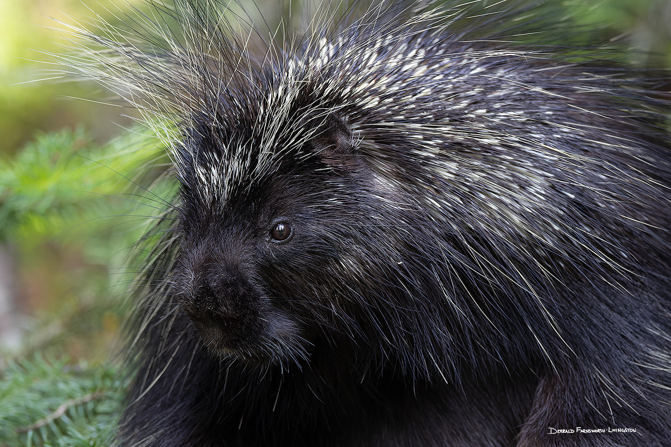 Wildlife photograph of a Porcupine in Banff National Park, Canada. - Canada Picture