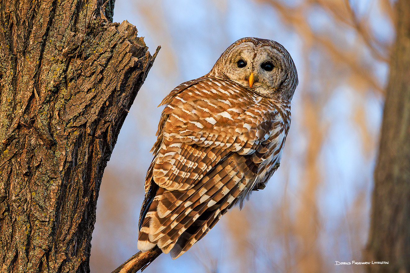 A Nebraska wildlife photograph of a Barred Owl in the Forest. - Nebraska Picture