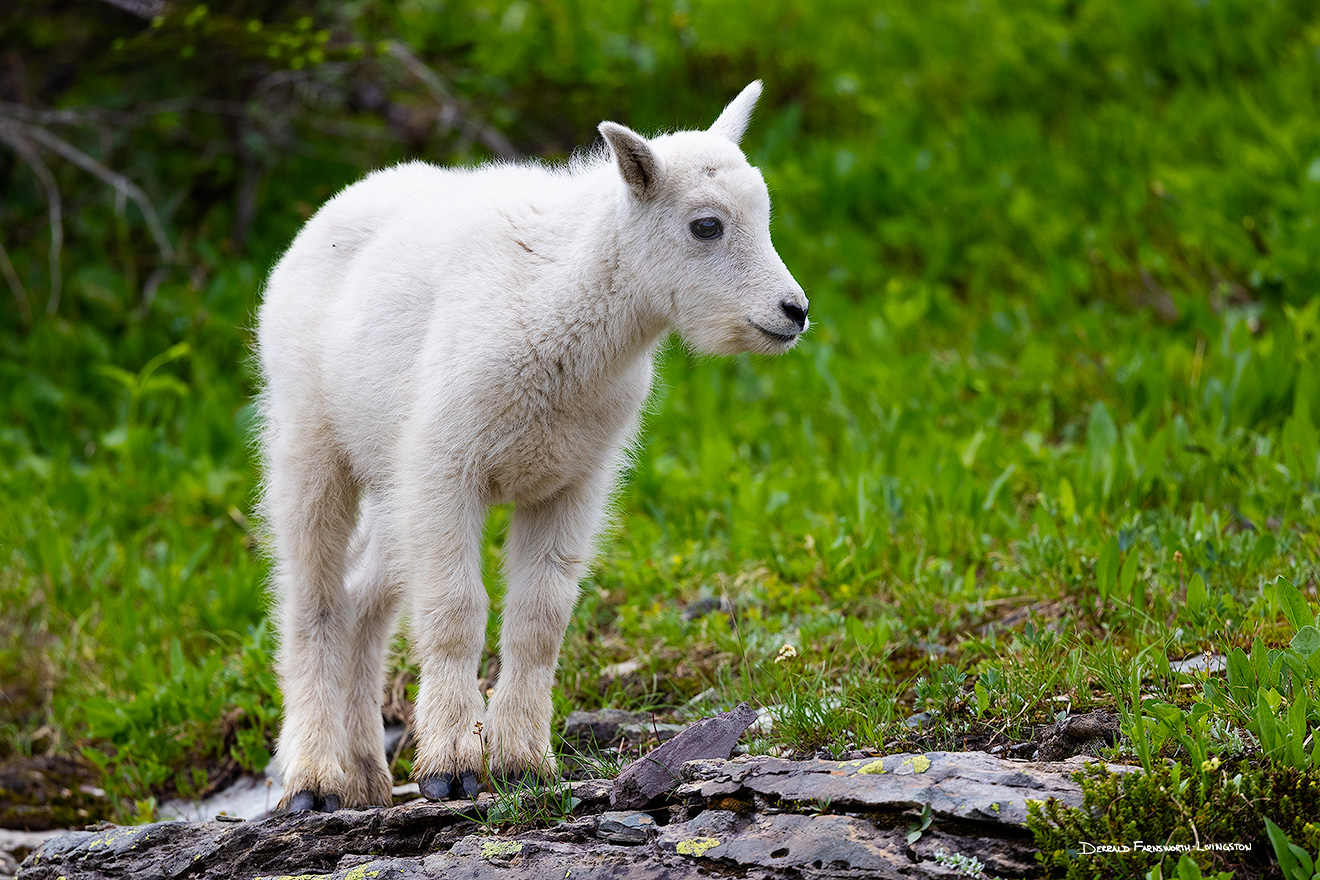 A wildlife photograph of a small baby Mountain Goat Kid in Glacier National Park, Montana. - Glacier Picture
